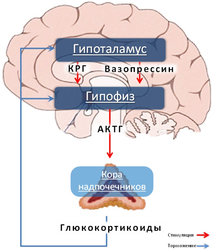 ������� 32. �������������� ���
